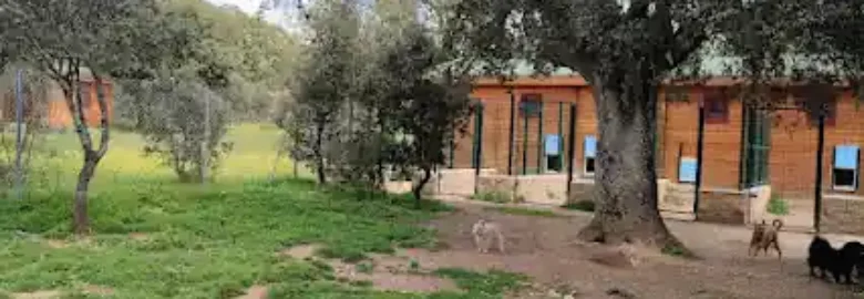 Campamento Peludosos
