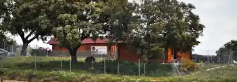 Campamento de Mascotas