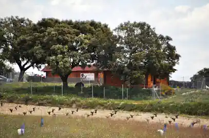 Campamento de Mascotas