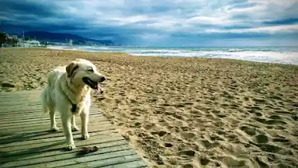 Can Therapy Educación Canina Badalona