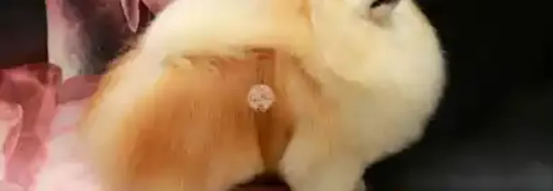 Can Xiu Xiu: Peluquería Canina Pomerania