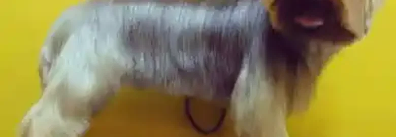 Canestylo