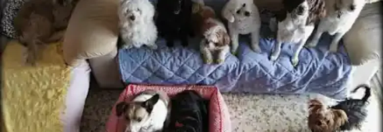 Canguro de Animales