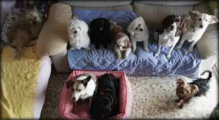 Canguro de Animales