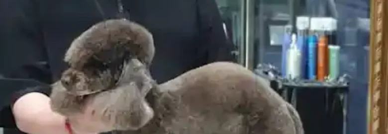 Caninet perruqueria canina