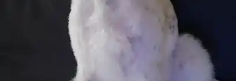 Caprichos de bichos