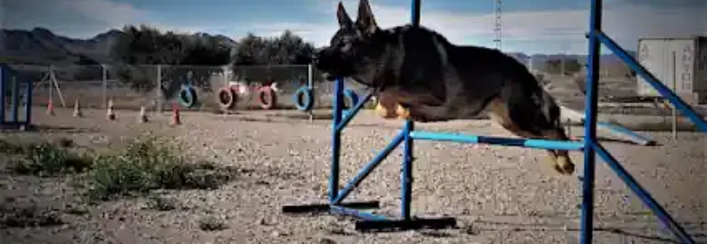 Carlos Kiran. Educación Y Adiestramiento Canino (Club Canino MAZAKAN)