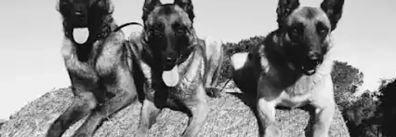 Centre d’ensinistrament Caní INFAHUND