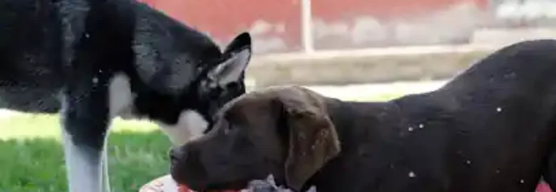 Centro Canino Ariñez