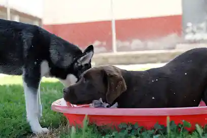 Centro Canino Ariñez