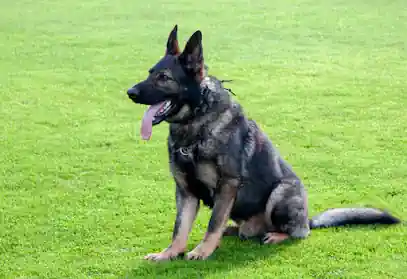 Centro Canino De Villa Vereda