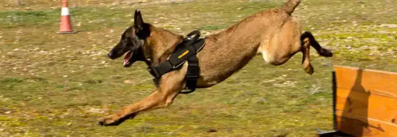 Centro Canino Lobocan