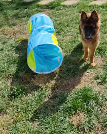 Centro Canino PetDogSulu (Hotel Canino-Peluquería Canina)
