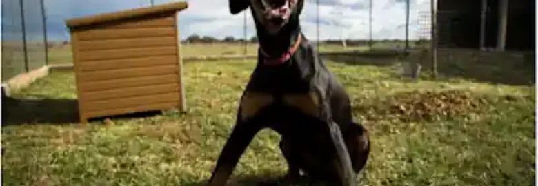 Centro Canino Rivendel; SERVICIOS INTEGRALES PARA PERROS Y GATOS