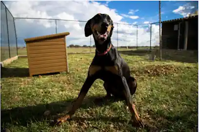 Centro Canino Rivendel; SERVICIOS INTEGRALES PARA PERROS Y GATOS