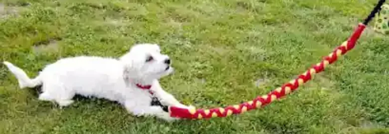 Centro Canino Sa Roca – Guardería Canina
