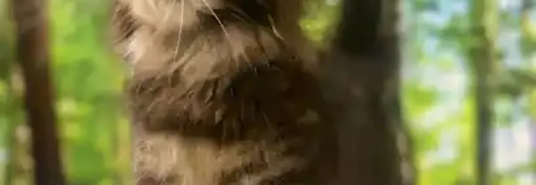 Centro Mascotas Can Pou de l’Olla