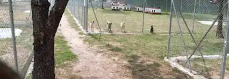 Centro canino A Fresca Ribeira