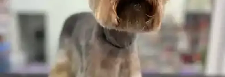 CheldinovGroom Peluquería Canina