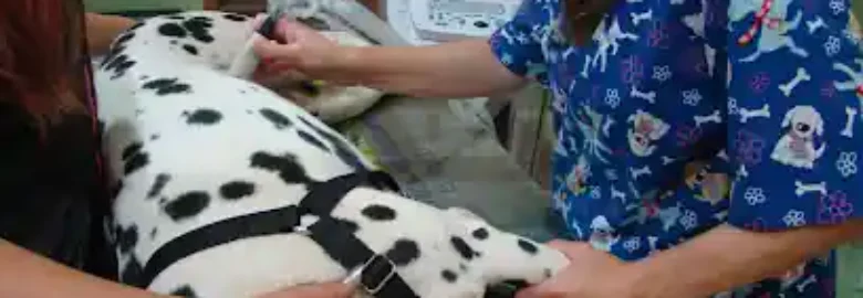 Clínica Veterinaria Cliveal