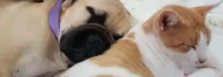 Clinica Veterinaria Felicán Tafira