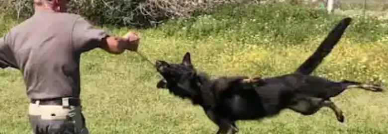 Club Canino Los Brocales Juan González