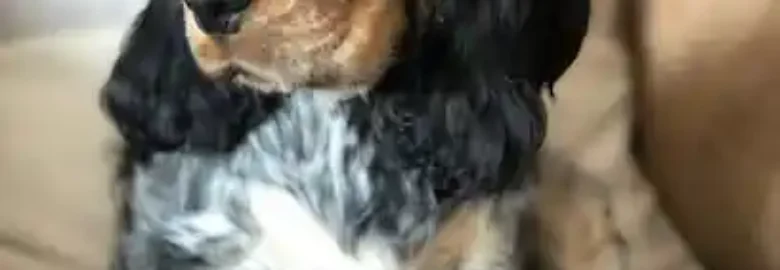 Cocker Corazon de Sibi