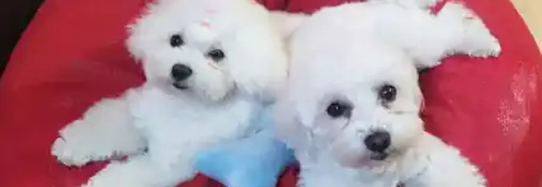 Cocki Peluquería Canina