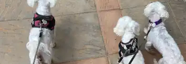 Cocodog Peluquería Canina