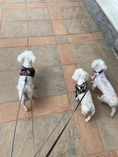 Cocodog Peluquería Canina