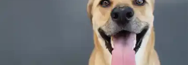 Como Can Educación Canina