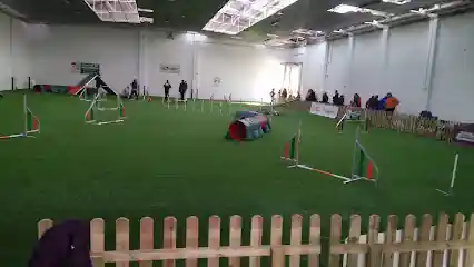 Connecting Dogs