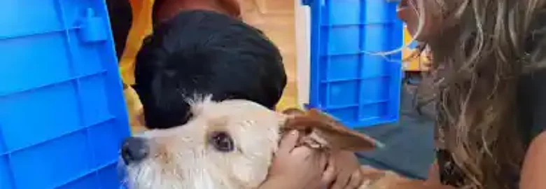 Connectingdog