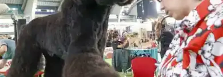 Coquettos Peluquería Canina y Tienda De Mascotas
