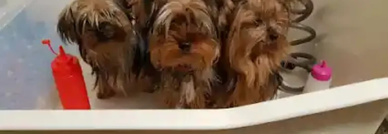 Cortateunpelo.es