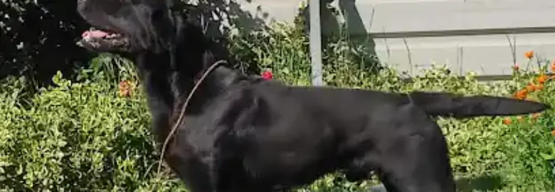 Criadero Labrador Retiever – Lomo Ancho