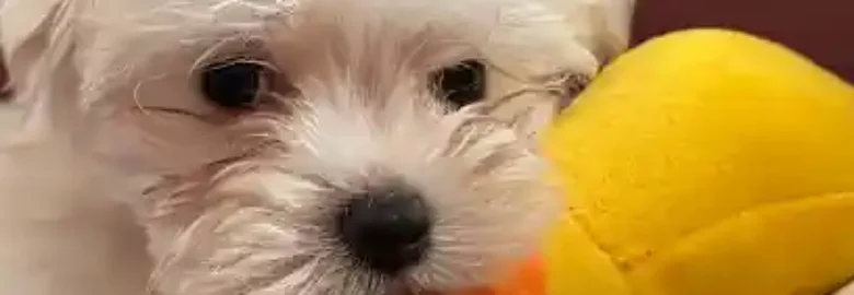 Criadero de Perros Goiz Ametz | Comprar Shi Tzu