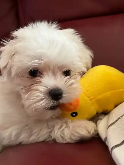 Criadero de Perros Goiz Ametz | Comprar Shi Tzu