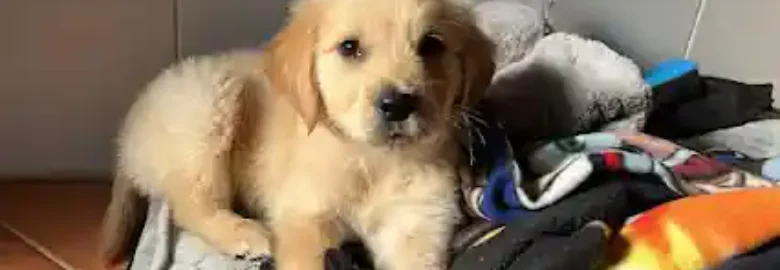 Criadero de cachorros golden retriever murcia