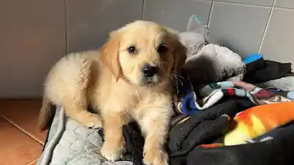 Criadero de cachorros golden retriever murcia_8Y4v