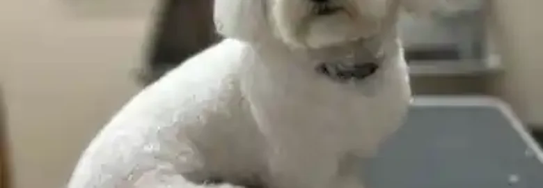 Crou’s Peluquería Canina
