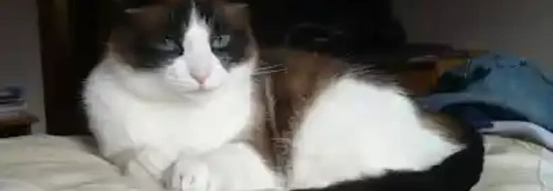 Cuidamiau