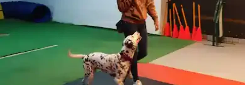 D CANS SCHOOL_k9 Somos tu escuela Canina