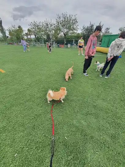 DIVERTIDOG