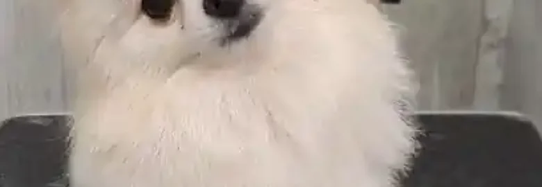 DOG CENTER