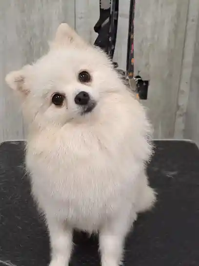 DOG CENTER