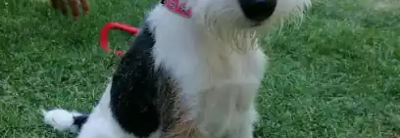 DOG LOVERS