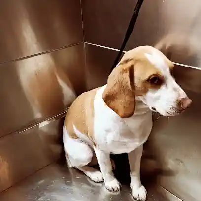 DOGGY peluquería canina