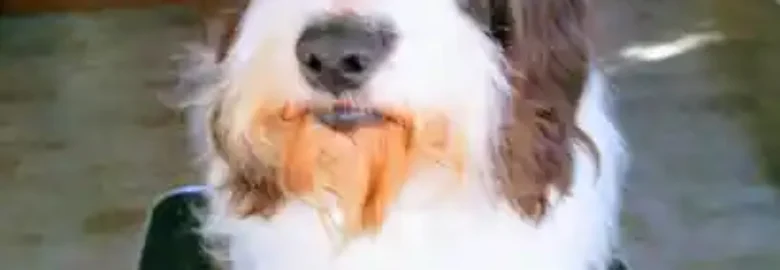 De Perros Cobisa Peluqueria Canina