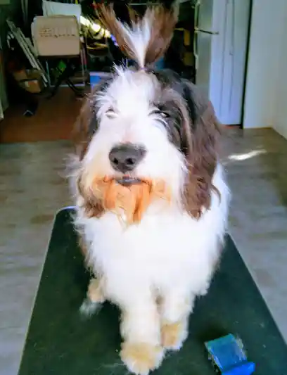 De Perros Cobisa Peluqueria Canina